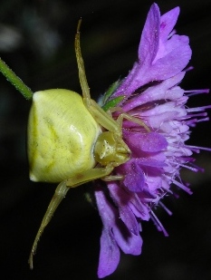 Variabilit della colorazione Thomisus onustus